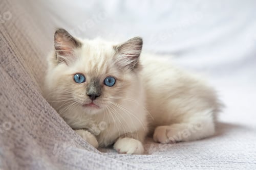 Preview: Ragdoll kitten photo shoot indoors. 11 week old ragdoll kitten.