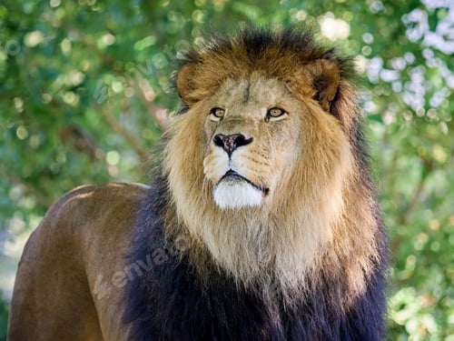 Preview: Lion (Panthera leo)