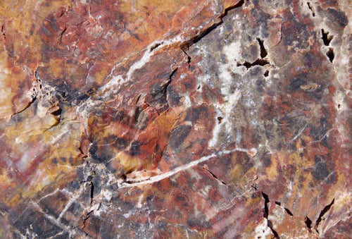 Preview: Petrified tree turned into stone