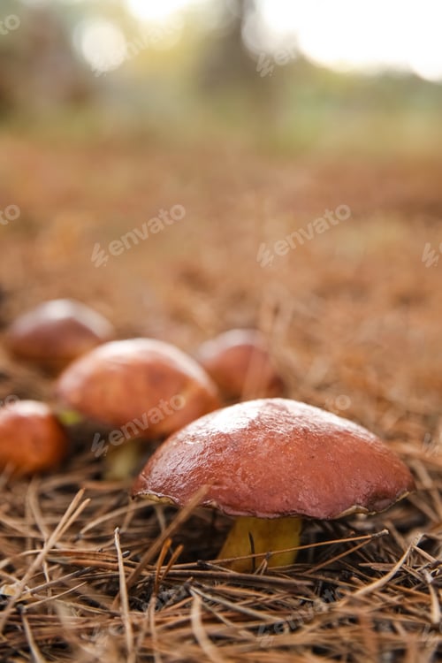 Preview: Brown boletus mushrooms growing in forest, closeup