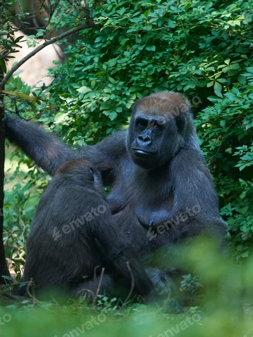 Preview: Western lowland gorilla (Gorilla gorilla gorilla)