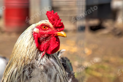 Preview: colorful cock
