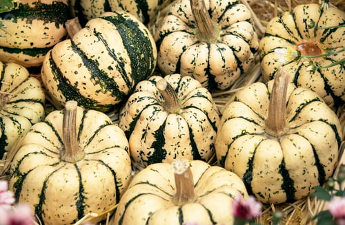 Preview: harvest of white pumpkins in a wooden box in the garden