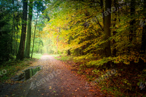 Preview: Breathtaking forest in the autumn in Poland