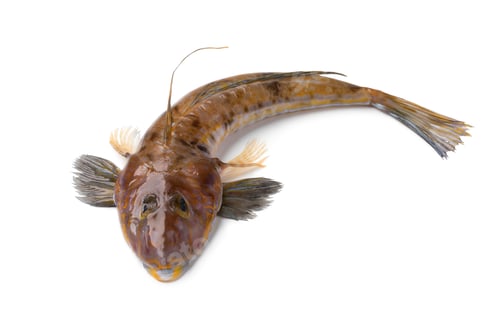 Preview: Fresh raw flathead fish