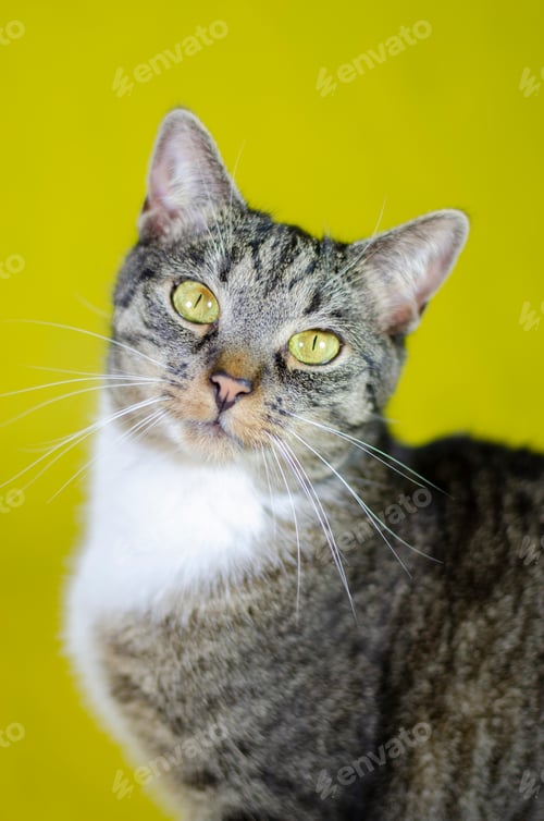 Preview: Tabby Cat Portrait with Bright Yellow Backdrop