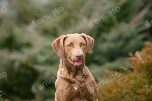 Preview: Closeup portrait of a large-sized Chesapeake Bay Retriever dog in a dense forest