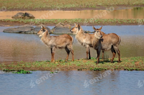 Preview: Female waterbuck in natural habitat