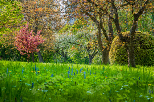 Preview: bright green, spring lawn in the park, sun rays blooming time of decorative colored trees