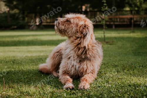 Preview: Cute furry dog playing in the yard in summer