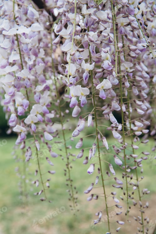 Preview: The tree of wisteria featuring flowers white. The botanical family of acacia is fabaceae trees.