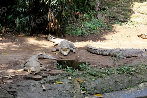 Preview: Crocodiles