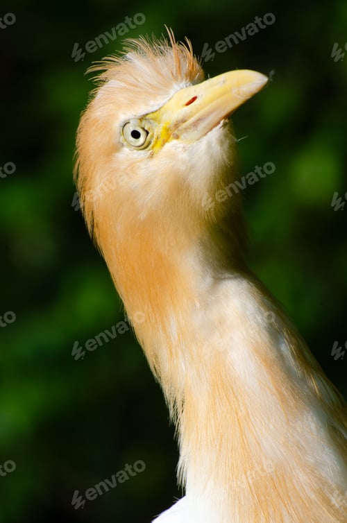 Preview: Portrait of a cattle egret. Close-up view of a cattle egret