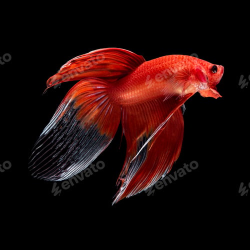 Preview: betta fish on black