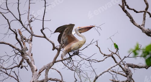 Preview: Spot-billed pelican collects dry sticks in its bill, taking off from the tree, breeding season