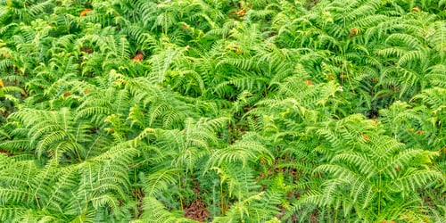 Preview: Leaves Fern