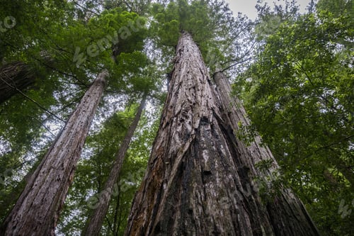 Preview: The majestic Redwood forests of Big Basin State Park, California