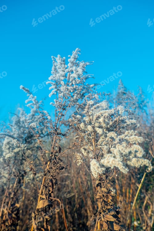Preview: Dry reed against clear light blue sky on sunny day outdoors
