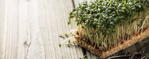 Preview: Garden cress, young plants.