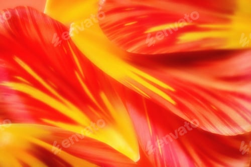 Preview: Closeup of fallen bright orange yellow tulip petals. Impressionist watercolor painting diffused