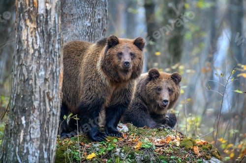 Preview: Close-up two brown bears in autumn forest. Danger animal in nature habitat. Big mammal
