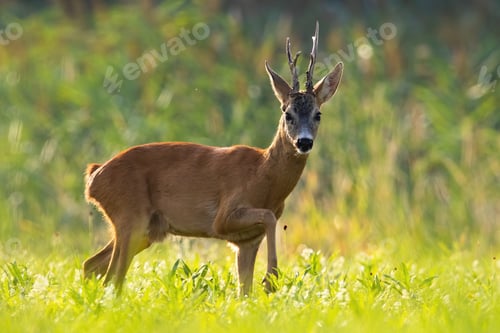 Preview: Impressive roe deer buck walking on meadow in summer sun