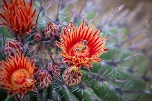 Preview: Bees Pollinating a Red and Yellow Cactus Flower