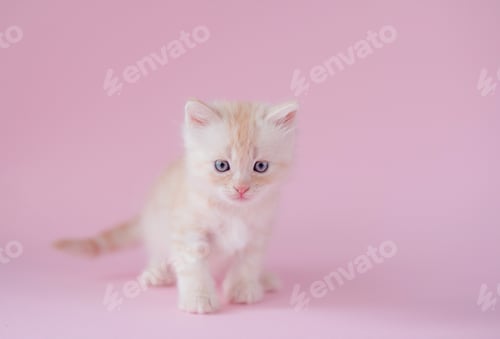 Preview: A cute ginger kitten on pink background. Copy space.