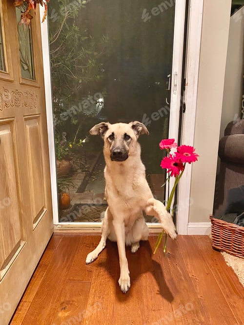 Preview: Someone is sorry for barking at the mailman. Pet bringing flowers as a peace offering.