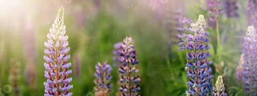 Preview: Blooming macro lupine flower. Lupinus field with pink purple and blue flowers