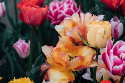 Preview: Vibrant Tulips in Full Bloom on Sunny Day
