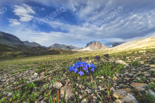 Preview: Flowers in the mountains