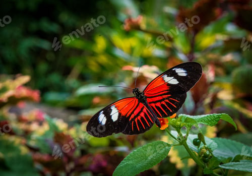 Preview: Closeup of Heliconius burneyi, the Burney's longwing.