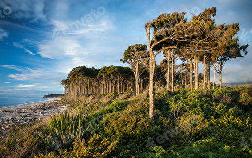 Preview: Breathtaking shot of New Zealand South Island West Coast with immense trees next to the seashore