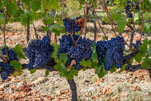Preview: Sangiovese grapes in Tuscany, Italy