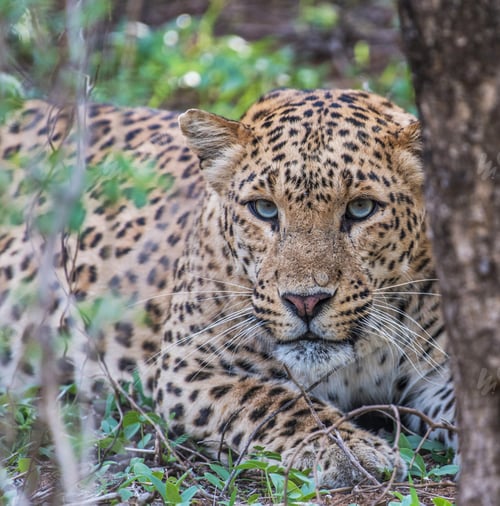 Preview: A Best wildlife safari in the world