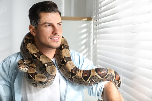 Preview: Man with his boa constrictor at home. Exotic pet