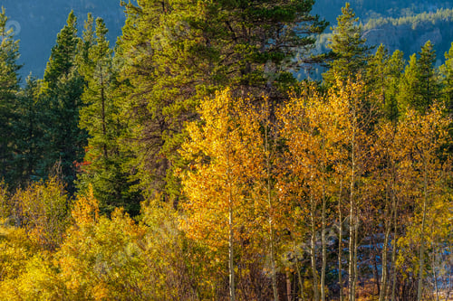 Preview: Season changing, first snow and autumn trees