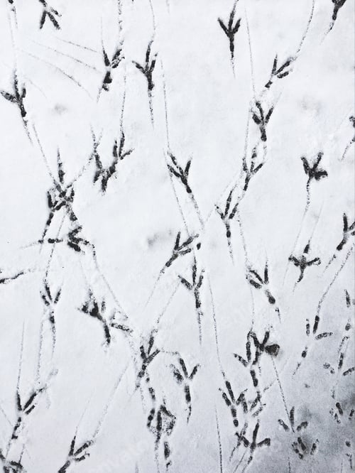 Preview: Winter prints of birds