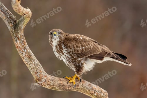 Preview: Common Buzzard perched on a branch with a soft, blurred background