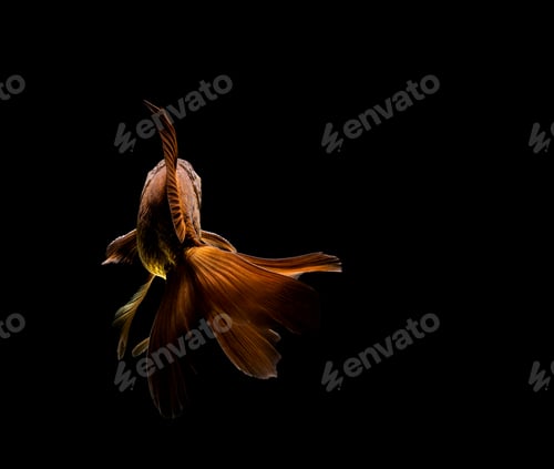 Preview: goldfish isolated on a dark black background