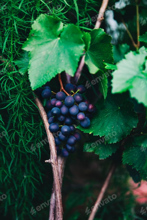 Preview: A bunch of ripe bright blue grapes is hanging on a branch. There are green leaves around. Harvesting