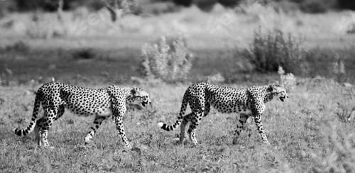 Vista previa: A Beautiful and Breathtaking wildlife in the World