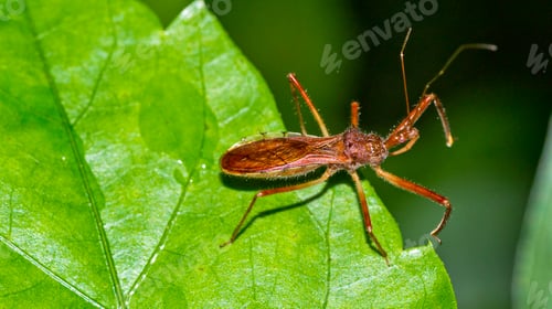 Preview: Assassin Bug, Corcovado National Park, Costa Rica