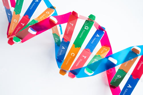Preview: DNA or Deoxyribonucleic acid is a double helix chains structure formed by base pairs