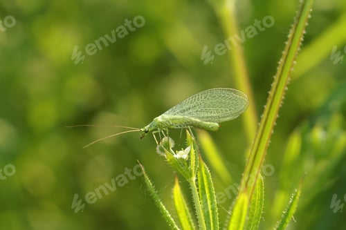 Preview: Closeup on a common green lacewing, Chrysoperla carnea, sitting in the vegetation