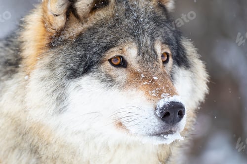 Preview: Close-up portrait of a magnificent wolf in the cold winter