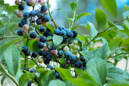 Preview: Ripe blueberries are ready for collection, close-up. Fresh organic blueberries on the Bush. Bright