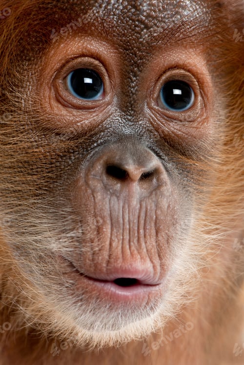 Preview: Close-up of baby Sumatran Orangutan, 4 months old