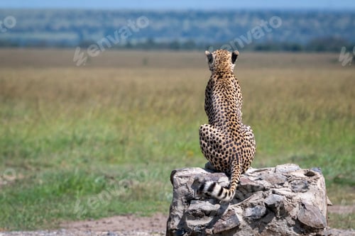Preview: Cheetah sitting on a rock gazing over a vast grassy plain under a clear blue sky. Laikipia, Kenya